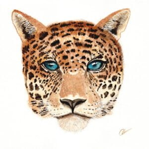 Aquarelle animale représentant une tête de léopard avec les yeux bleus couleur lagon réalisée par Christelle Lachambre artiste-peintre