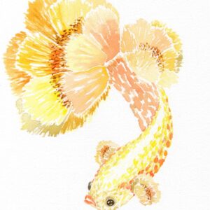 Aquarelle animale style fantastique représentant un poisson combattant dont les nageoires forment des fleurs réalisée par Christelle Lachambre artiste-peintre