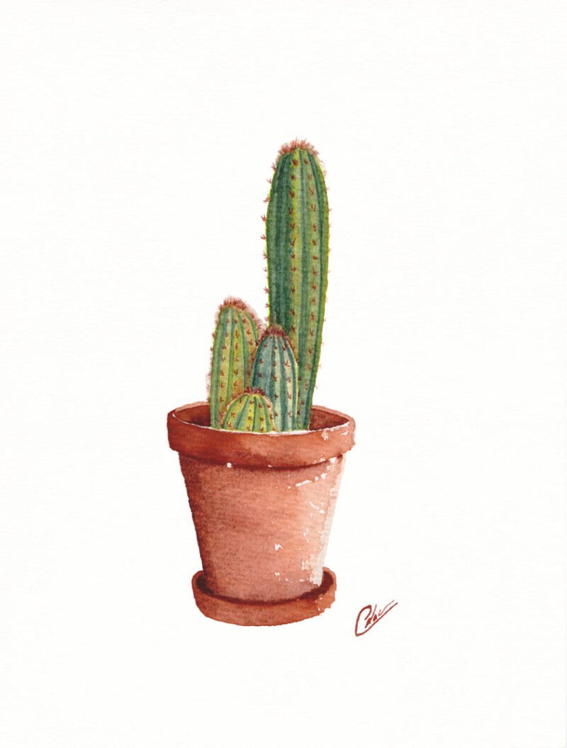 Aquarelle végétale représentant un cactus en pot réalisée par Christelle Lachambre artiste-peintre