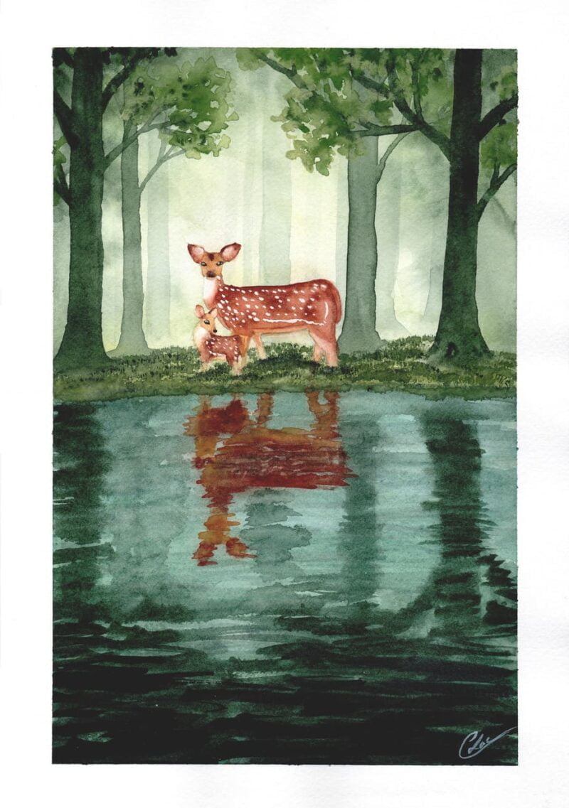 Aquarelle animale représentant une biche et son faon, sur la rive d'une rivière qui coule au milieu d'une forêt, les reflets de la biche et du faon se reflètant dans l'eau de la rivière, réalisée par Christelle Lachambre artiste-peintre