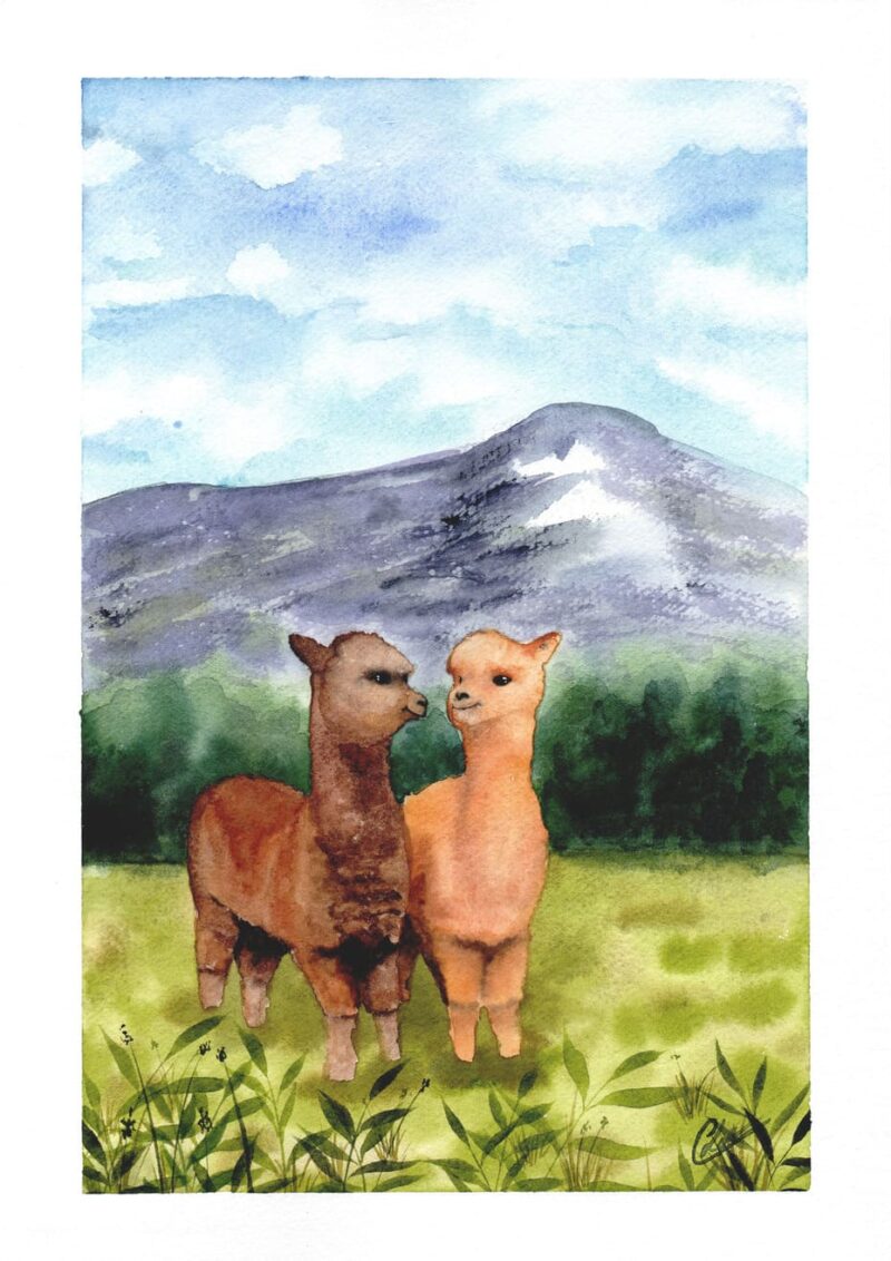 Aquarelle animale représentant un duo d'alpagas, se regardant d'un air complice, dans la plaine devant la forêt et les montagnes en arrière-plan, réalisée par Christelle Lachambre artiste-peintre