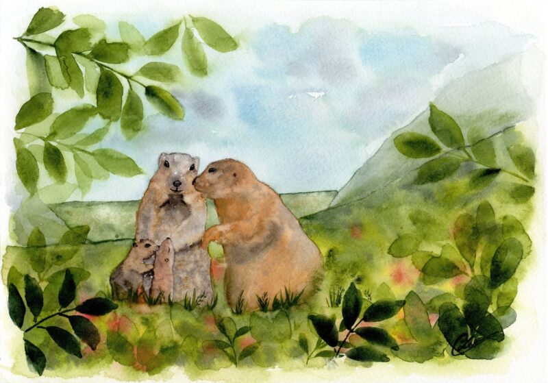 Aquarelle animale représentant une famille de marmottes à la lisière d'une forêt, sur le flanc de la montagne réalisée par Christelle Lachambre artiste-peintre