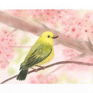 Aquarelle animale représentant un oIseau jaune au milieu de branches, dans un arbre aux fleurs roses réalisée par Christelle Lachambre artiste-peintre