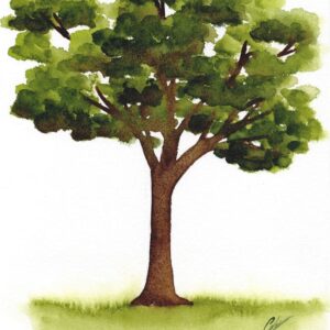 Aquarelle végétale représentant un arbre réalisée par Christelle Lachambre artiste-peintre