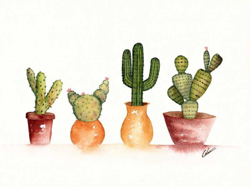 Aquarelle végétale représentant quatre cactus en pot alignés réalisée par Christelle Lachambre artiste-peintre